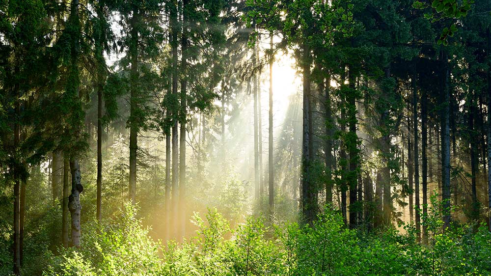 Klimaneutrale Umzüge und hohe CO2-Einsparungen bei NIESEN