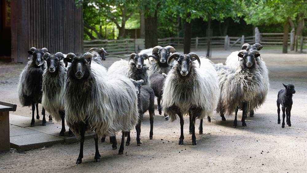 Wildpark Leverkusen: Einen Ausflug und rege Unterstützung wert